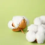 Is Cotton Biodegradable?