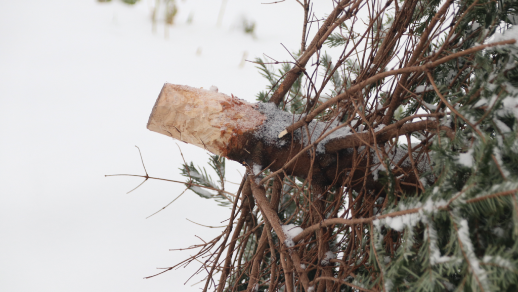 Are Christmas trees bad for the environment? SERC Online