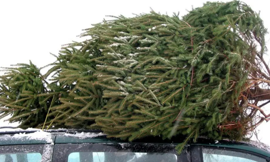 Christmas trees bad for environment