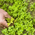 Can You Compost Weeds?