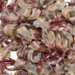 Can You Compost Shrimp Shells?