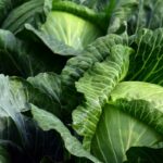 Growing Cabbage In Containers Is Possible, Here's How To Do It.