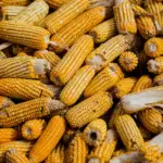 Can You Compost Corn Cobs?