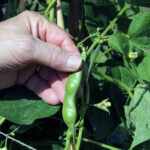 Start Growing Snap Beans Today! Beginner Friendly!