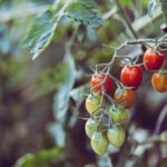 Dos and Donts of Growing Cherry Tomatoes in Pots