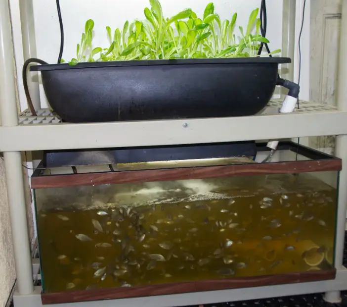 How to Build An Aquaponic System