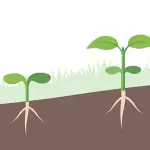 How to Plant a Tree Seed