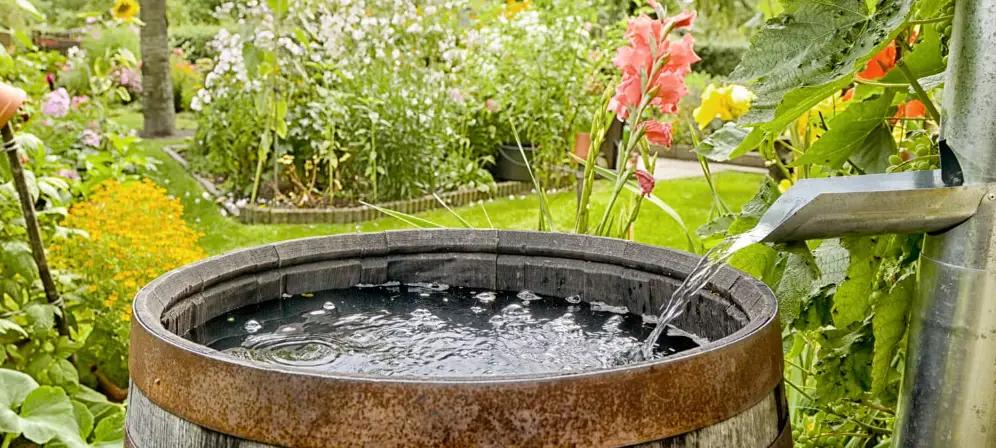 How to Collect Rainwater For Plants