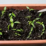 How to Grow Bell Peppers From Scraps