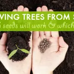 How to Grow a Tree From a Seed