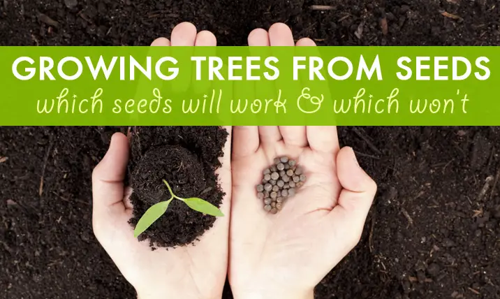How to Grow a Tree From a Seed
