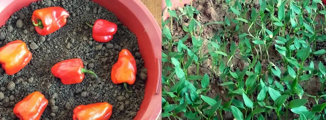 How to Grow Bell Peppers From Scraps
