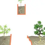 How to Plant Trees From Seed
