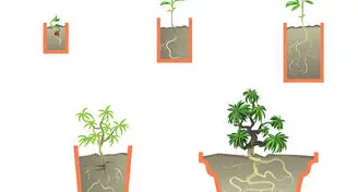How to Plant Trees From Seed